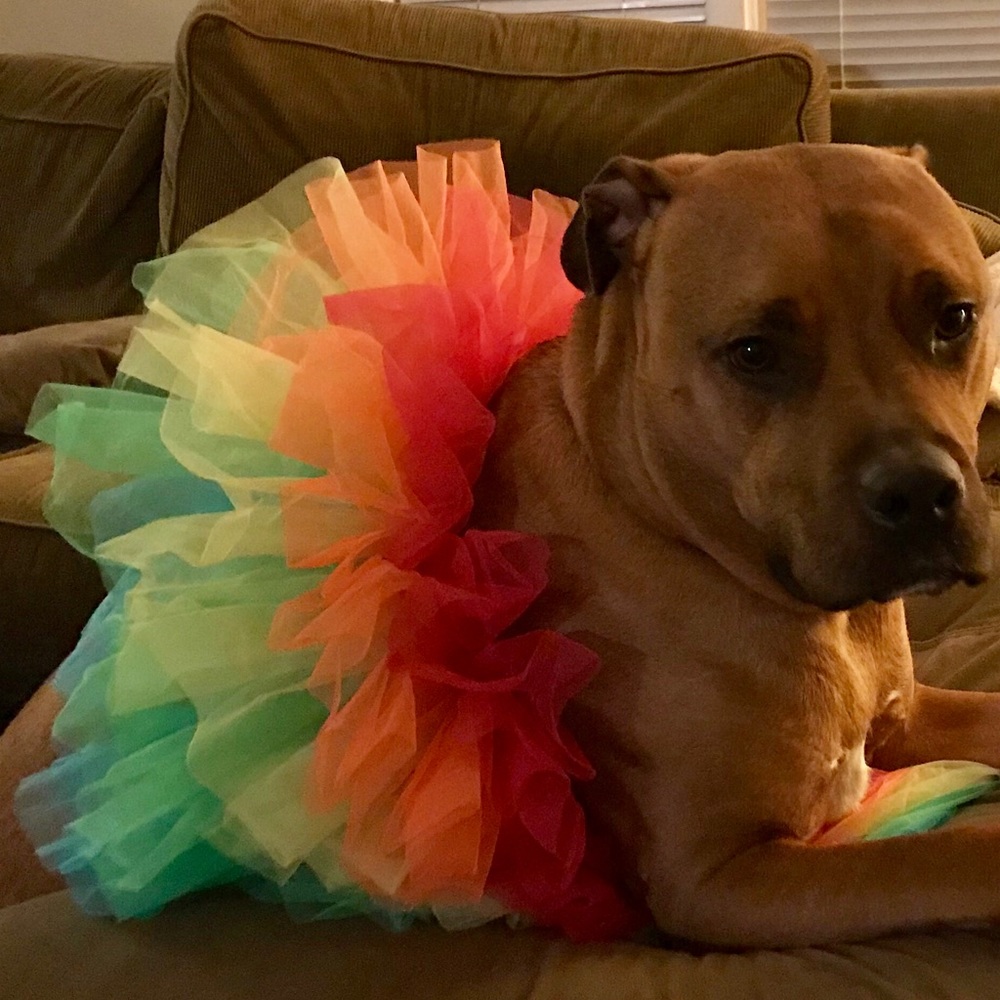 Meet your Posher, Shannon